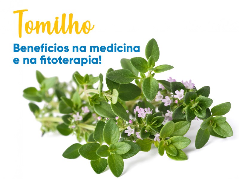 Benef�cios do Tomilho na medicina e na fitoterapia!